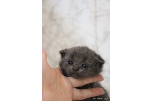 成約済の埼玉県のスコティッシュフォールド(折れ耳)-84802の4枚目